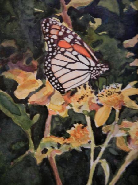 Butterfly Study