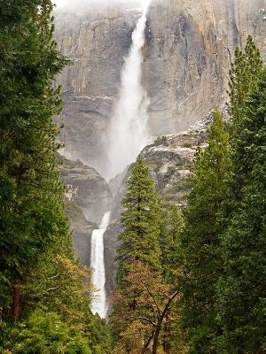 Yosemite Falls Forest Yosemite Falls Forest