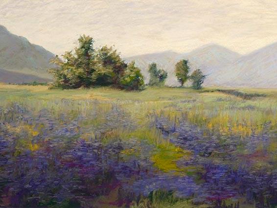 Lupine Meadow