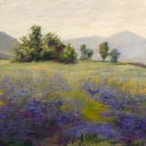 Lupine Meadow