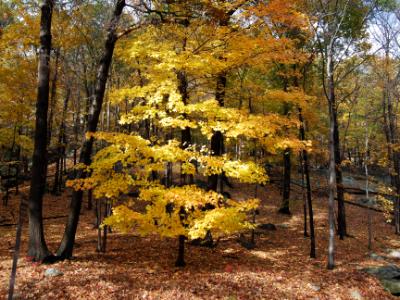 Golden Forest