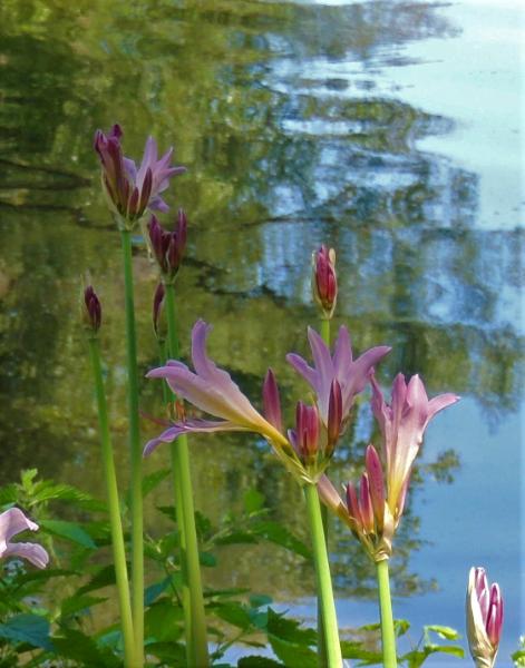 River Flowers