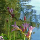 River Flowers