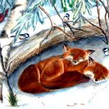 Sleeping Foxes - Christmas Card 2008