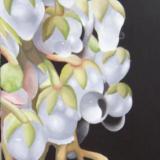 The Morning Dew on White Buds       18" x 36"