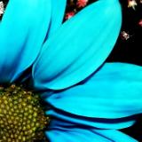 Flower Blue