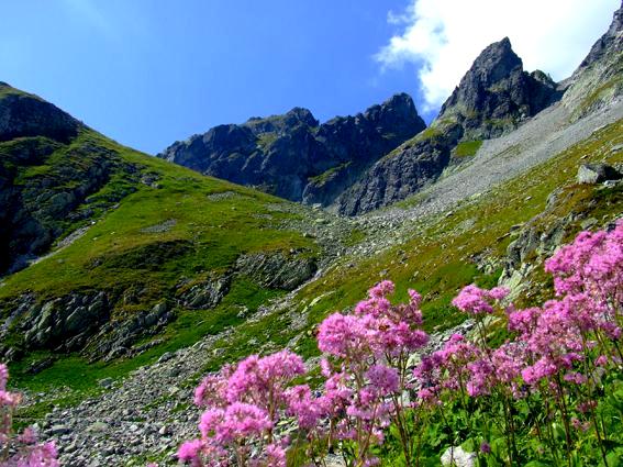 Landscapes: Tatra Mountains - Blossom
