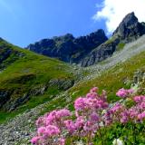 Landscapes: Tatra Mountains - Blossom