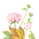 The Peonies