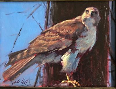 Red Hawk 12x16" sold Red Hawk 12x16" sold