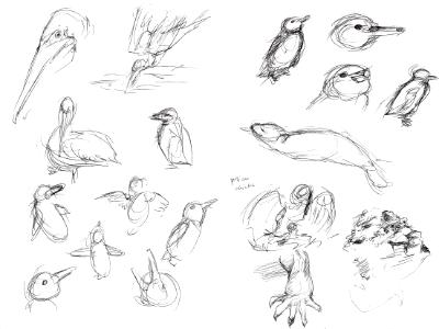 Galapagos sketches 6