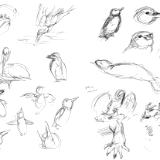 Galapagos sketches 6