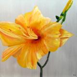Yellow Day Lily