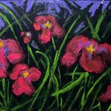 swamp iris