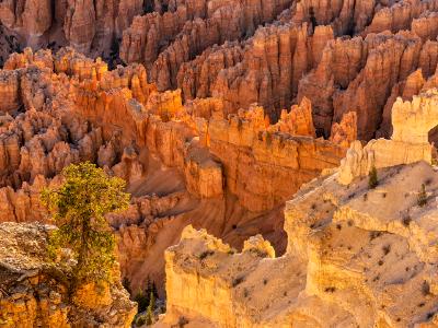 Lone Tree and Bryce Hoodoo Glow Lone Tree and Bryce Hoodoo Glow