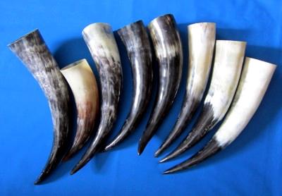 Drinking horns 