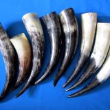 Drinking horns 