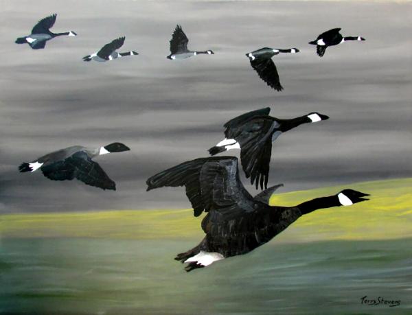 Canada Geese