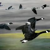 Canada Geese