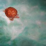 Barbados turtle watch