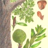 Ancient Kauri Tree
