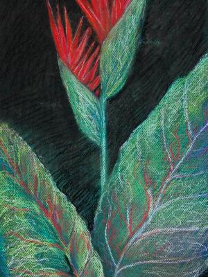 Canna II Canna II