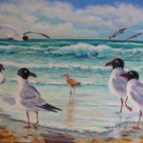 Five Gulls and a Sandpiper
