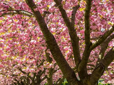 Cherry Trees Pink Roof Cherry Trees Pink Roof