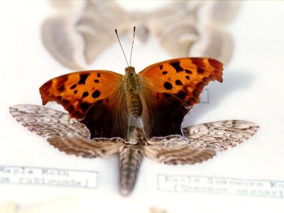 Cercropia Moth