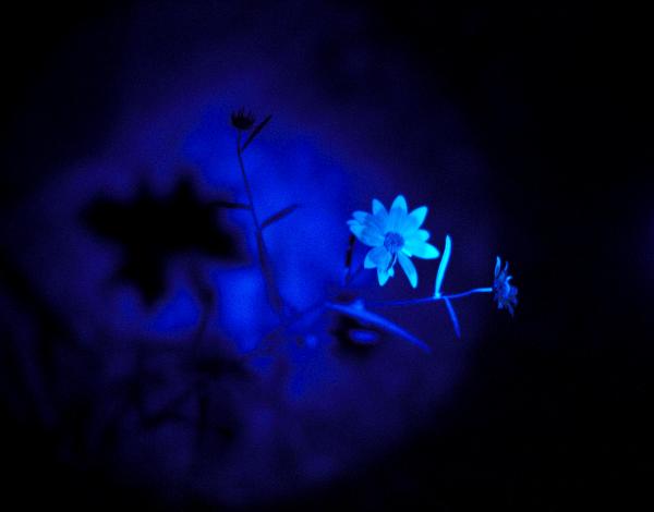 Midnight Flora #1