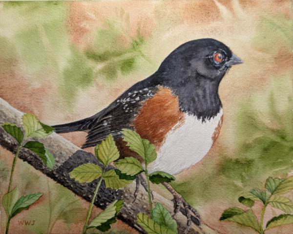 "Spotted Towhee"