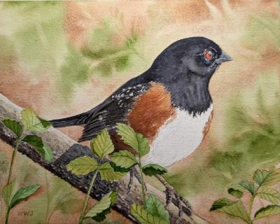 "Spotted Towhee" "Spotted Towhee"