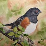 "Spotted Towhee"