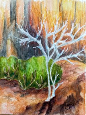 The White Mesquite The White Mesquite