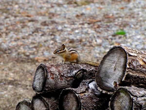 Chipmunk