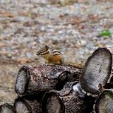 Chipmunk