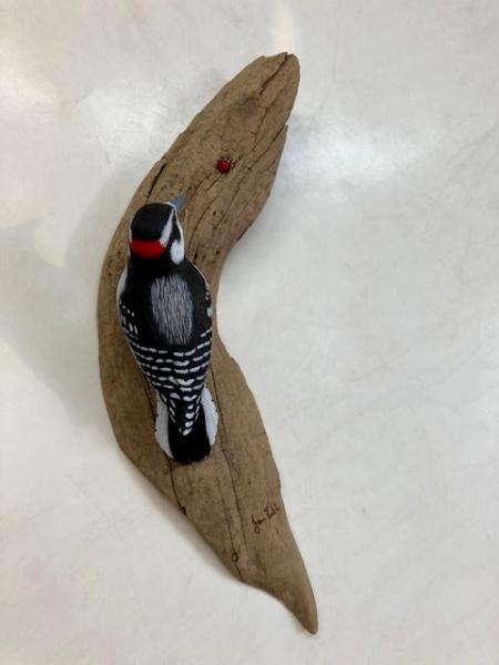 Downy Woodpecker #60