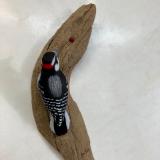 Downy Woodpecker #60