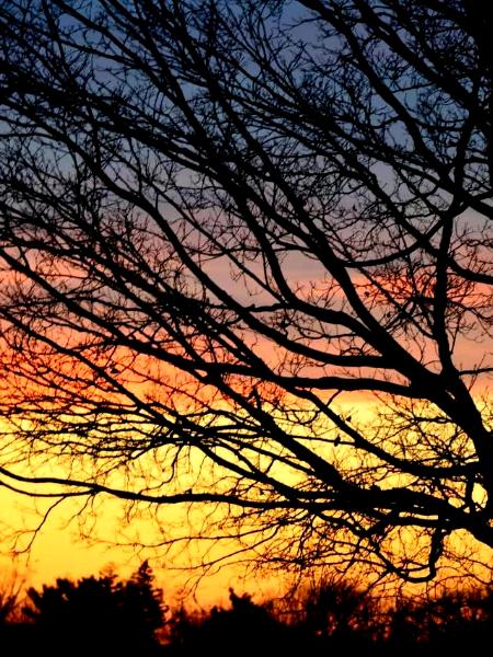 Bare limbs contrasted by the sun