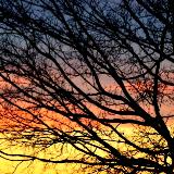 Bare limbs contrasted by the sun