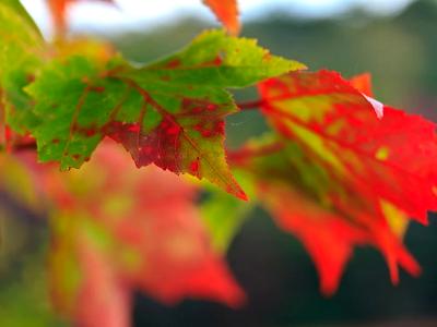 Leaves Turning Red Leaves Turning Red