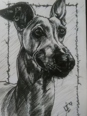 Bullet the Italian Greyhound Bullet the Italian Greyhound
