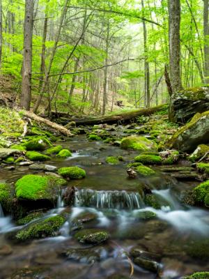 Catskills Forest Brook Catskills Forest Brook