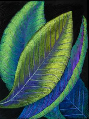 Canna III Canna III