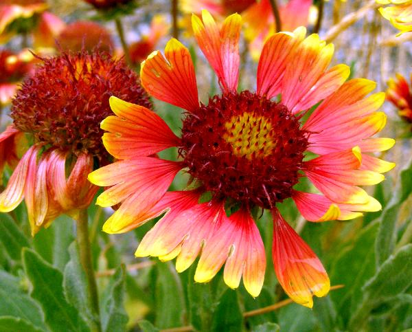 Blanket Flower