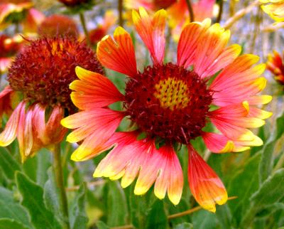 Blanket Flower Blanket Flower