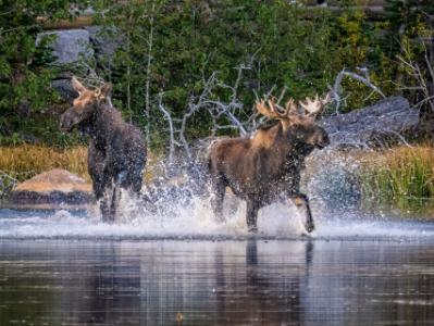 Playful Moose Splashing in Sprague Lake Playful Moose Splashing in Sprague Lake