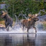 Playful Moose Splashing in Sprague Lake