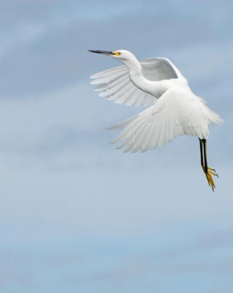 in flight