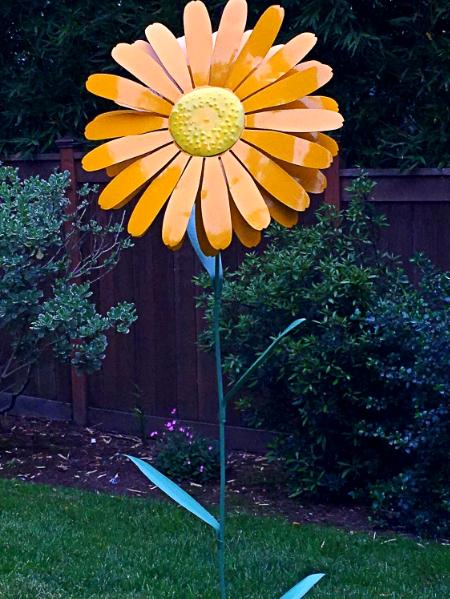 Giant Asters in Many Colors
